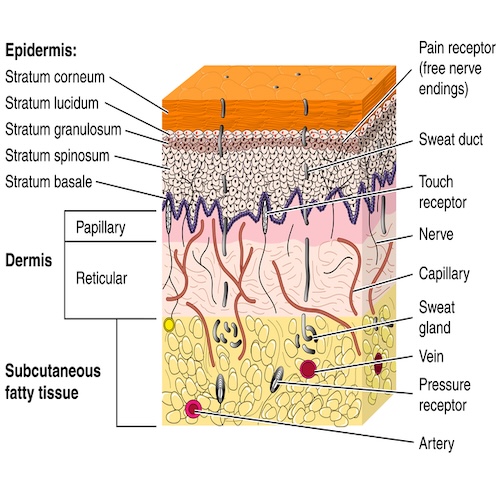Mollenol layers of the skin