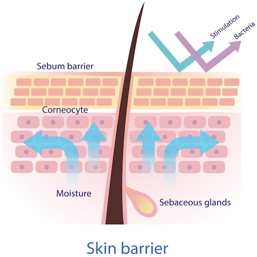 Skin barrier diagram